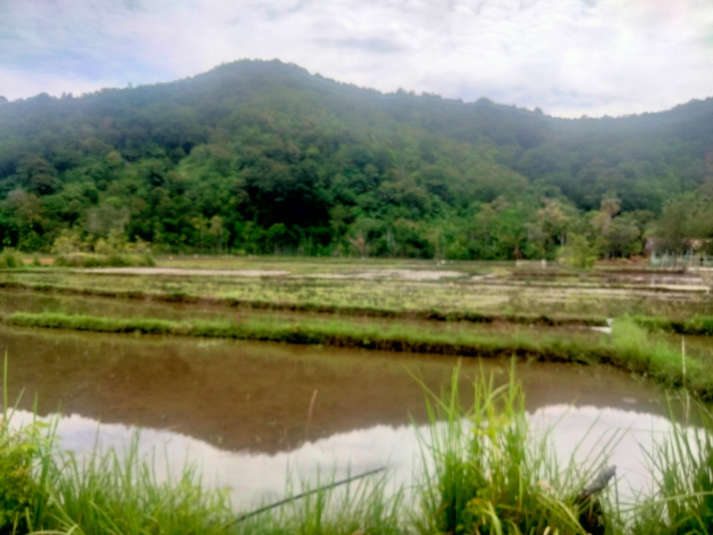 lahan pertanian masyarakat gampong keumumu hilir 