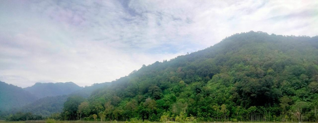 perkebunan masyarakat gampong keumumu hilir 